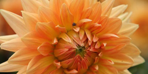 Psychotherapie Psychotherapie